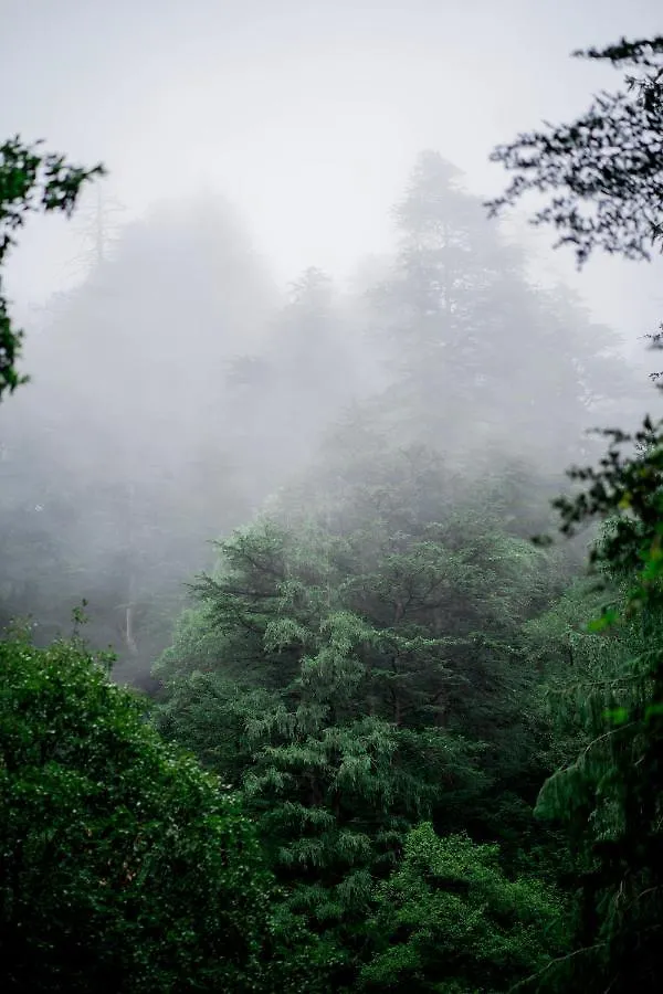 *** Bed & Breakfast Hassan Valley Retreat Kufri India