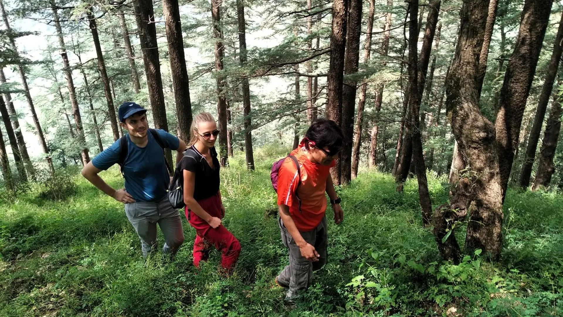 Hassan Valley Retreat Kufri Bed & Breakfast